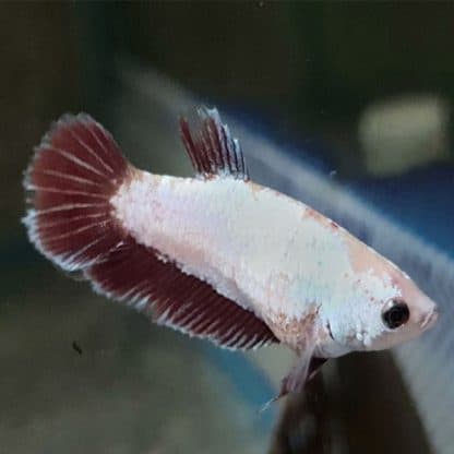 Betta splendens – Siamese Fighting Fish Super Delta Female - Ψάρια Γλυκού