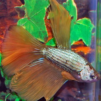 Betta splendens -Siamese Fighting Fish Super Delta Male 4... - Ψάρια Γλυκού