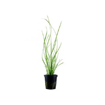 Tropica Cyperus Helferi Potted - Φυτά για Ενυδρεία