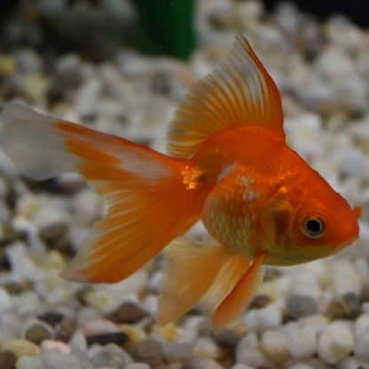 Carassius auratus – Ryukin Assorted 8-9 cm - Sales
