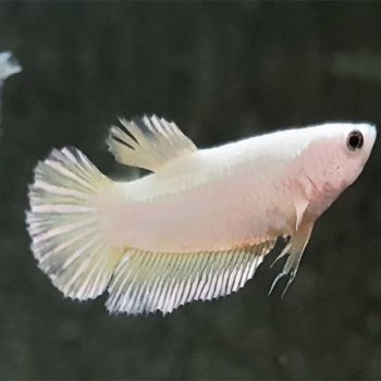 Betta splendens – Siamese Fighting Fish Super Delta Female - Ψάρια Γλυκού