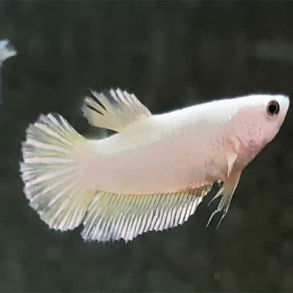Betta splendens – Siamese Fighting Fish Super Delta Female - Ψάρια Γλυκού