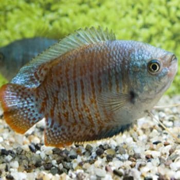 Colisa lalia - Dwarf Gourami Neon 4.5-5.5 cm
