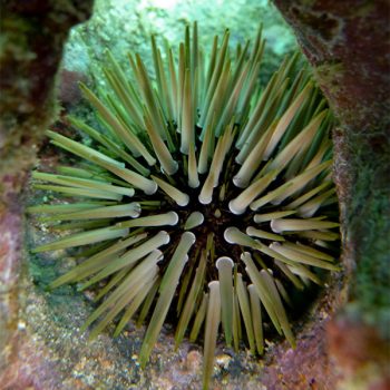 Mespilia globulus -Black tuxedo urchin -M - Ασπόνδυλα Θαλασσινού