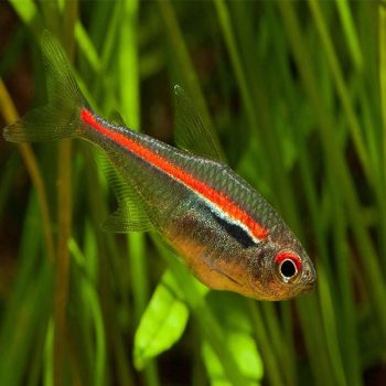 Hyphessobrycon amapaensis - Amapa Tetra