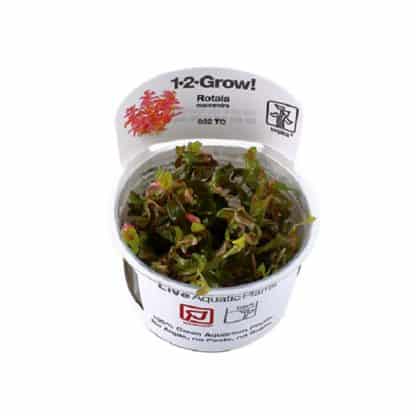 Tropica Rotala Macrandra 1-2 Grow - Φυτά για Ενυδρεία