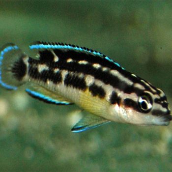 Julidochromis transcriptus - Masked Julie Black 4-6cm