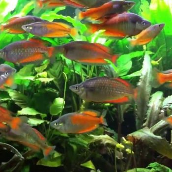 Melanotaenia parkinsoni - Parkinson'S Rainbowfish