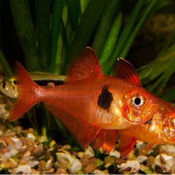 Carassius auratus – Tricolor Oranda9-10 cm - Sales