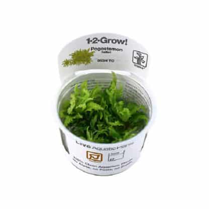 Tropica Pogostemon Helferi 1-2 Grow - Φυτά για Ενυδρεία