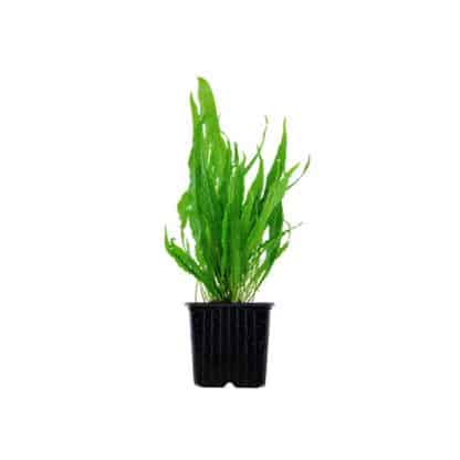 Tropica Microsorum pteropus XL - Φυτά για Ενυδρεία