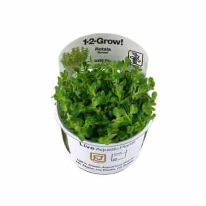 Tropica Rotala ‘Bonsai’ 1-2-Grow - Φυτά για Ενυδρεία