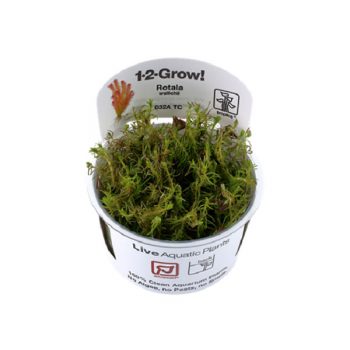 Tropica Rotala Wallichi 1-2-Grow - Φυτά για Ενυδρεία