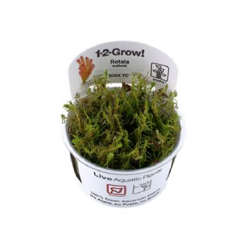 Tropica Rotala Wallichi 1-2-Grow - Sales