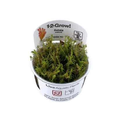 Tropica Rotala Wallichi 1-2-Grow - Φυτά για Ενυδρεία