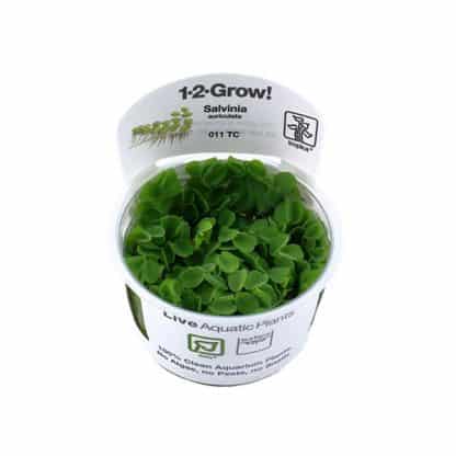 Tropica Salvinia Auriculata 1-2 Grow! - Sales