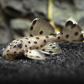 Leporacanthicus joselimae-sultan Pleco L264 3-5cm