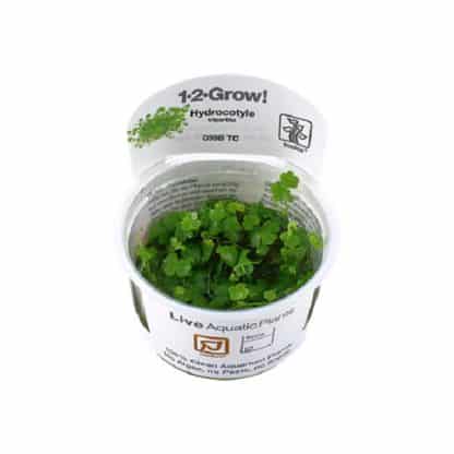 Tropica Hydrocotyle Tripartita 1-2 Grow - Sales