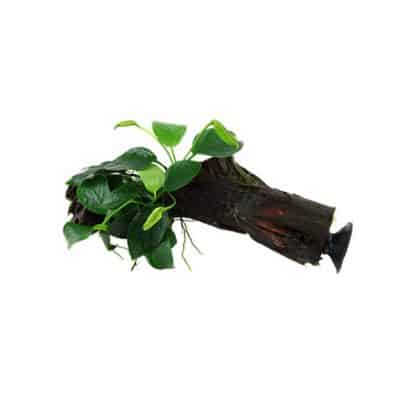 Tropica Anubias Barteri Nana On Wood With Sucker - Φυτά για Ενυδρεία