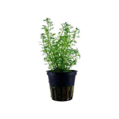 Tropica Bacopa Myriophyllum Mattogrossence - Φυτά για Ενυδρεία