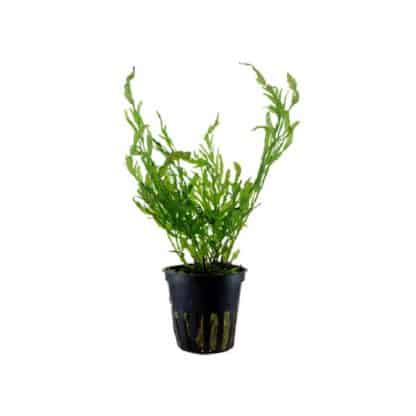 Tropica Bolbitis Heudelotii Potted - Sales