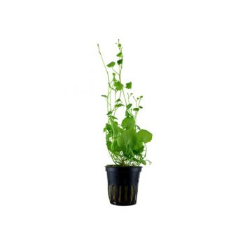 Tropica Cardamine Lyrata Potted - Φυτά για Ενυδρεία