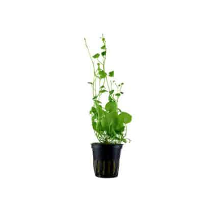 Tropica Cardamine Lyrata Potted - Φυτά για Ενυδρεία