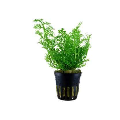 Tropica Ceratopteris Thalictroides Potted - Sales