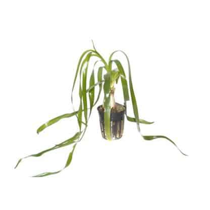 Tropica Crinum Thaianum Potted - Φυτά για Ενυδρεία