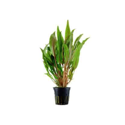 Tropica Cryptocoryne Broad Leaves Potted - Φυτά για Ενυδρεία