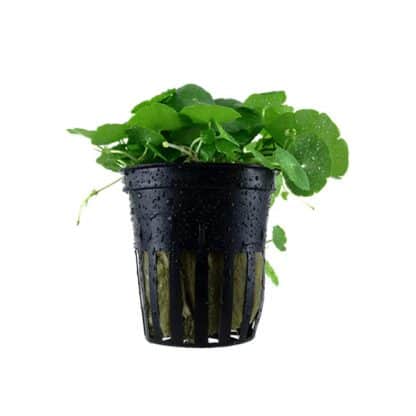 Tropica Hydrocotyle Verticillata Potted - Sales