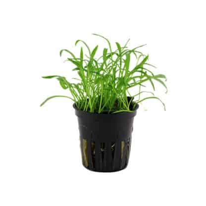 Tropica Lilaeopsis Brasiliensis Potted - Φυτά για Ενυδρεία