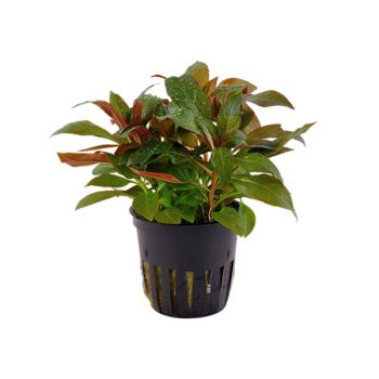 Tropica Ludwigia Glandulosa Potted - Φυτά για Ενυδρεία