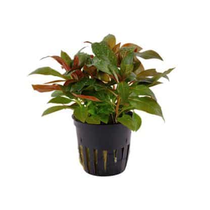 Tropica Ludwigia Glandulosa Potted - Sales