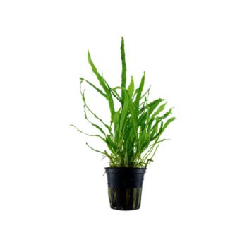 Tropica Microsorum Pteropus ‘Narrow’ Potted - Φυτά για Ενυδρεία