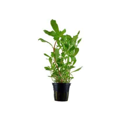 Tropica Nesaea Crassicaulis Potted - Φυτά για Ενυδρεία