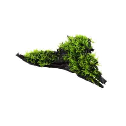 Tropica Vesicularia Dubyana ‘Christmas’ On Wood - Φυτά για Ενυδρεία
