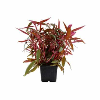 Tropica Alteranthera Reineckii Pink Xl - Φυτά για Ενυδρεία