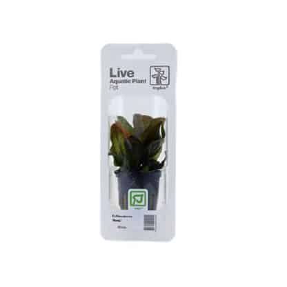 Tropica Echinodorus “Reni” Pot In Single Package - Φυτά για Ενυδρεία