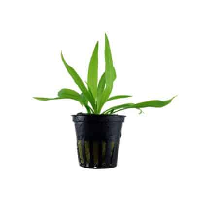 Tropica Helanthium ‘Quadricostatus’ Potted - Φυτά για Ενυδρεία