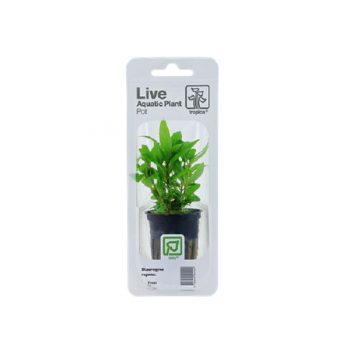 Tropica Staurogyne Repens Pot In Single Package - Φυτά για Ενυδρεία