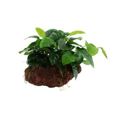 Tropica Anubias Barteri Nana On Lava Stone - Perm Sales