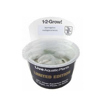 Tropica Aponogeton Madagascariensis 1-2 Grow!