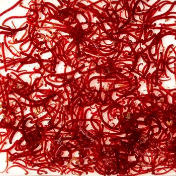Bloodworm Live Food 180ml - Ζωντανές τροφές