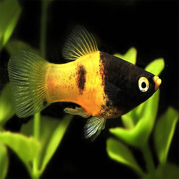 Xiphophorus maculatus - Bumblebee Platy - Αquario.gr - Το καλύτερο