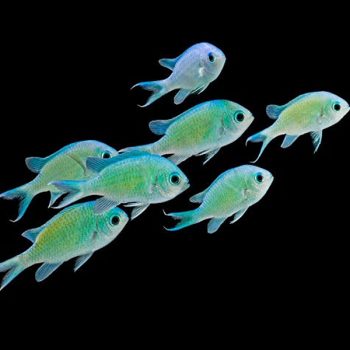 Chromis viridis M- Green Chromis - Ψάρια Θαλασσινού