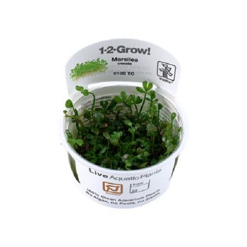 Tropica Marsilea Crenata 1-2-Grow! - Φυτά για Ενυδρεία