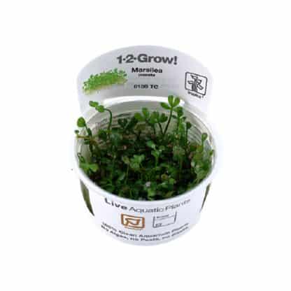 Tropica Marsilea Crenata 1-2-Grow! - Sales