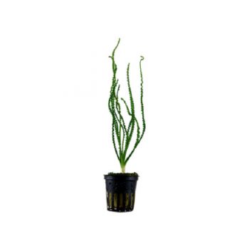 Tropica Crinum calamistratum Potted - Φυτά για Ενυδρεία
