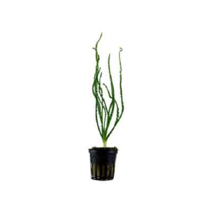 Tropica Crinum Calamistratum Potted - Φυτά για Ενυδρεία